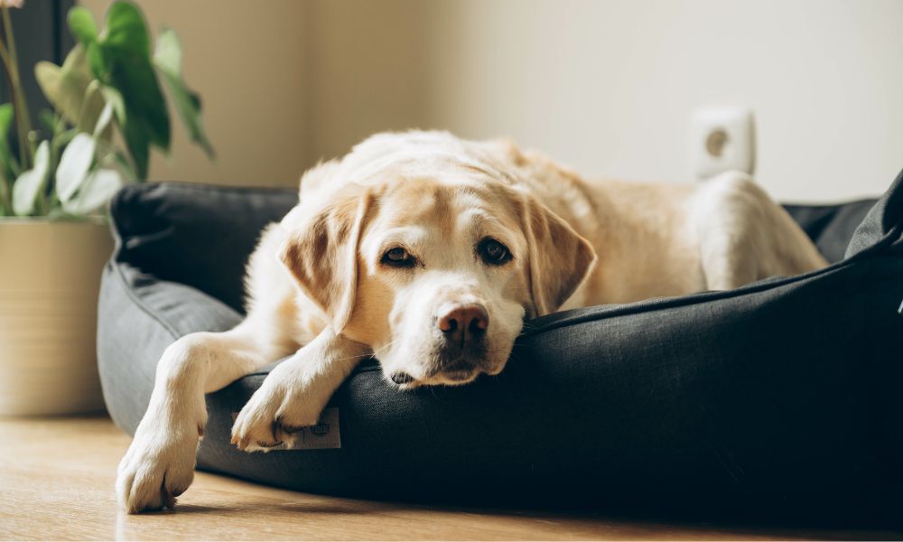 Benefits of Teaching Your Dog Good House Manners