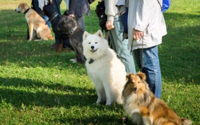 Common Mistakes in Positive Reinforcement Dog Training