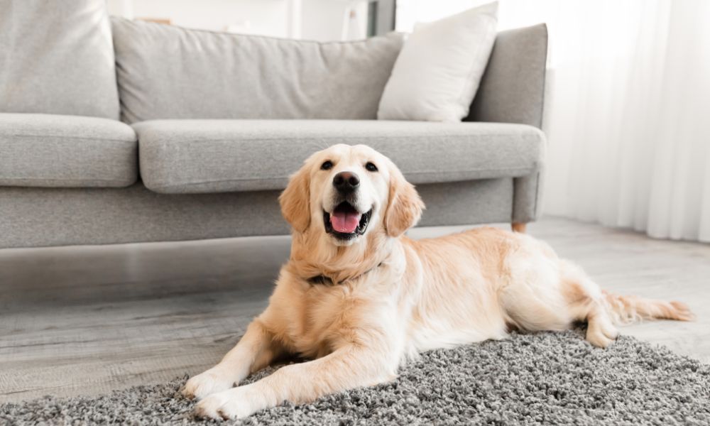 Essential Commands for Polite Dog House Manners
