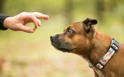 Different Types of Treats for Effective Dog Training