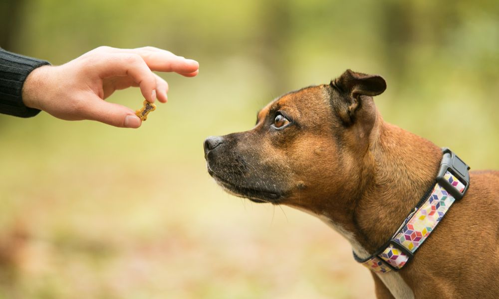 Different Types of Treats for Effective Dog Training