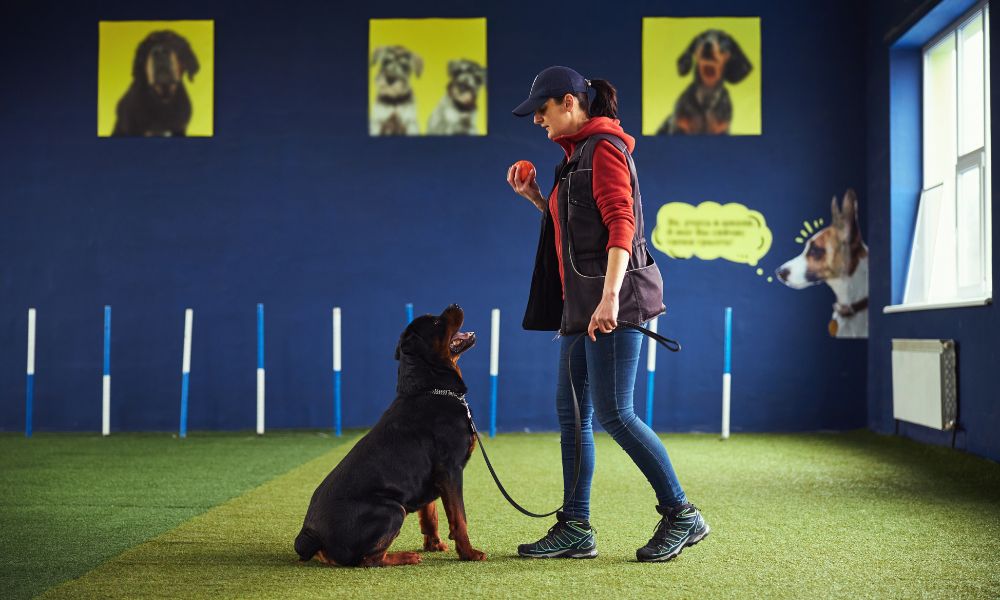 What To Expect When You Bring Your Dog to a Trainer