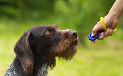 Force-Free vs. Traditional Dog Training: What To Know