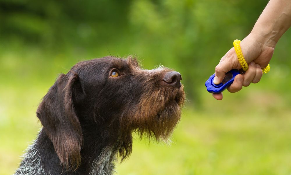 Force-Free vs. Traditional Dog Training: What To Know